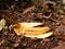 banana peel, piles of organic trash, decomposing process, dry leaves and food litter