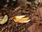 banana peel, piles of organic trash, decomposing process, dry leaves and food litter