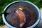 Banana peel soaked in water, close-up. Preparation of tincture for nourishing and fertilizing plants at home