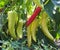 Banana Pepper Plant