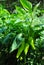 Banana Peppers On The Plant In A Garden