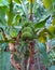 Banana plant with banana flowers that are in bloom to become green banana fruit