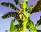 Banana plant with banana flowers that are in bloom to become green banana fruit