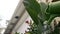 Banana plant being watered on summer day beside summer residence