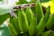 Banana plant with green bananas