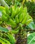 Banana plant with green bananas