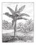 Banana, Plantain, or Musa sp., vintage engraving