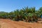 A banana plantation in Australia, bananas are protected from Panama disease by plastic bags