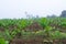 Banana plantation. Banana Farm. Young banana plants in rural farm in the moring