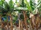 Banana plantation. banana growing in a tropical land