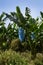 Banana Plantation Cameroon