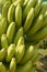 Banana Plantation Cameroon