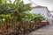 Banana plantation between  colored houses at San Andres, La Palma. Canary Islands.