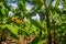 Banana plantation is East Africa