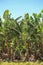 Banana plantation, fruit orchard. Banana tree