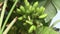 Banana plantation in The Gambia, West Africa.