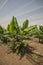 Banana plantation greenhouse