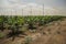 Banana plantation greenhouse