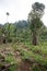 Banana Plantation in Kochi