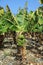 Banana Plantation on La Gomera. Canary Islands