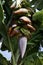 Banana Plantation, La Palma, Canary Islands, Spain