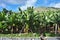 Banana Plantation on Madeira Island