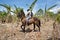 Banana Plantation in Nicaragua