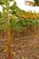 Banana plantation in the province of Magdalena, Colombia. Symbol of the Green Revolution