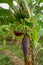 Banana plantation in Tanzania