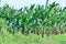 Banana plantation tied in cellophane for ripening clusters of bananas