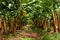 Banana Plantation on the West Coast of Martinique