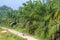 Banana plantations and a cyclist