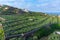 Banana plantations at La Palma, Canary Islands, Spain