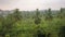 Banana plantations among the palms. Tropical agricultural jungle gardens