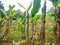 Banana plantations in rural areas by farmers with proper spacing and land management provide fertility and good banana harvests