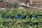 Banana plantations in the suburbs of Alanya