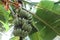 Banana planting in the organic vegetable garden, local fruits, Thailand, green banana, green leaf background