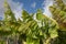 Banana plants displaying robust tropical large and flexible green leaves