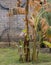 Banana plants drying in winter