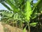 Banana plants on the edge of irrigation and existing roads in Subang Regency