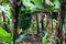 Banana plants in a farm