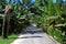 Banana plants lining road