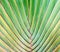 Banana plants texture abstract background