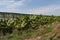 Banana production under cover and outdoors on Cretan land, Greece.