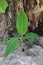 Banana seedlings sprout plantation garden, Small banana tree in farm