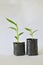 Banana seedlings on white background