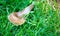 Banana slug on grass