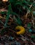 banana slug green woods background