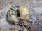 Banana Slug, latin name Ariolimax, Olympic National Park, USA