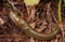 Banana Slug at Silver Falls State Park, Oregon, USA